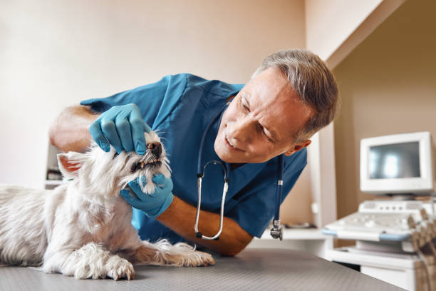 Best Same-Day Emergency Dental Services in Placerville, CA